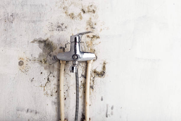 Best Mold Testing and Inspection Services in Greenacres, CA