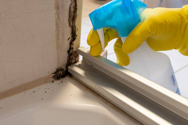 Best Residential Mold Remediation in Greenacres, CA