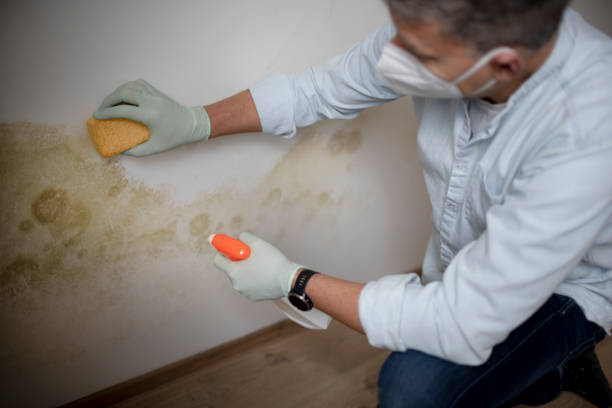 Best Crawl Space Mold Remediation in Greenacres, CA