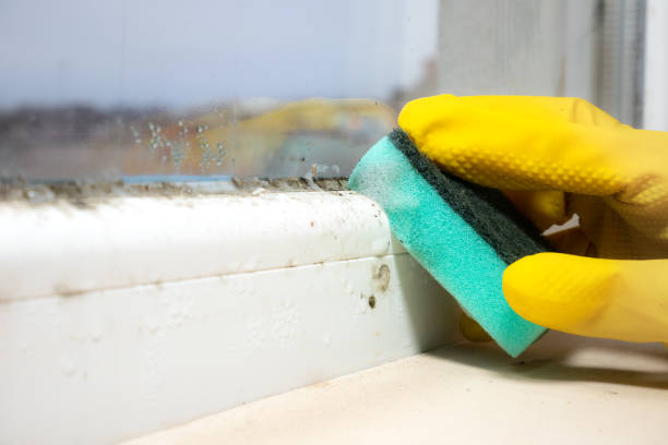 Best Emergency Mold Remediation in Greenacres, CA